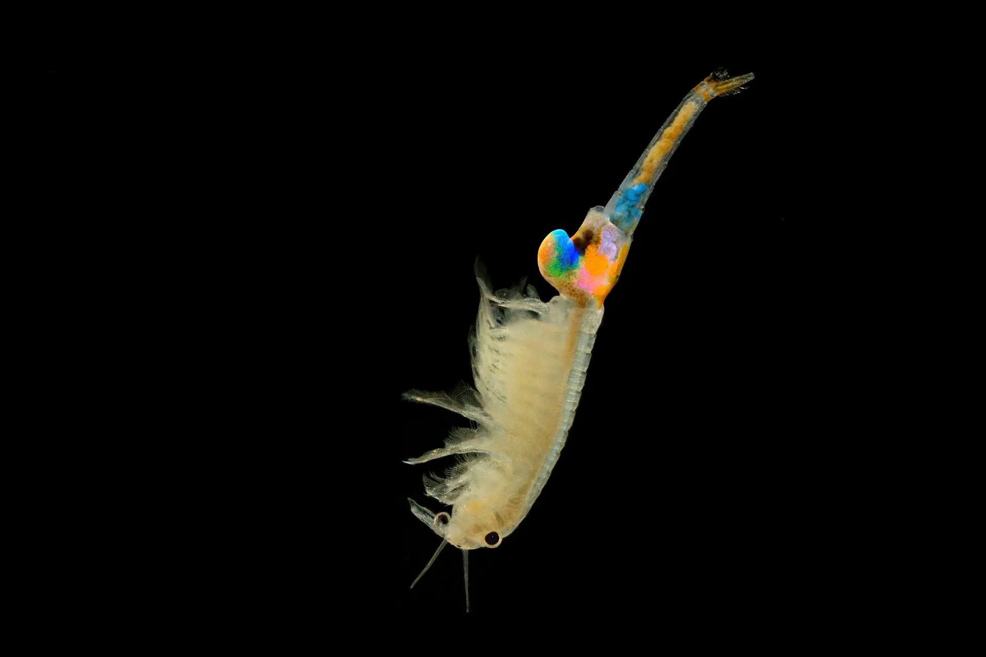 Žábronožka letni - Branchipus schaefferi - Fairy Shrimp